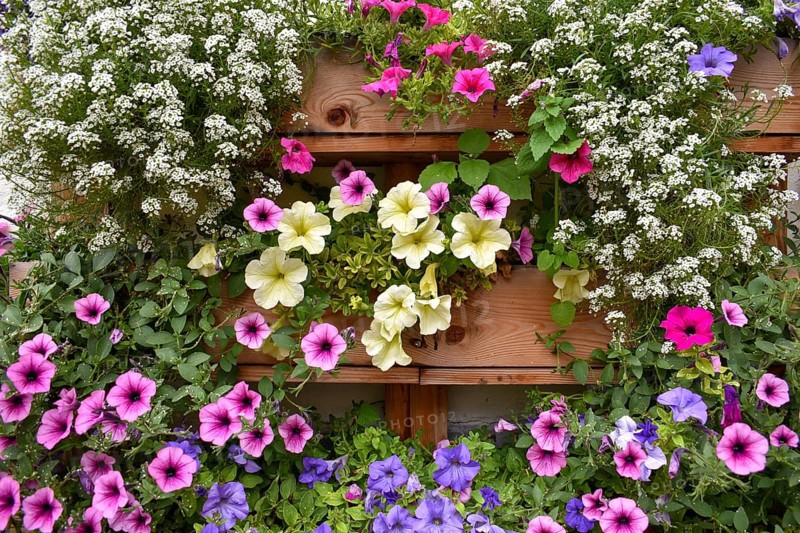 Balcony flower box with different coloured petunias (Petunia)