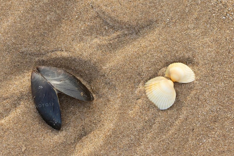 Mussel and Cockle shell one pair on a sandy beach, Norfolk, England, United Kingdom, Europe
