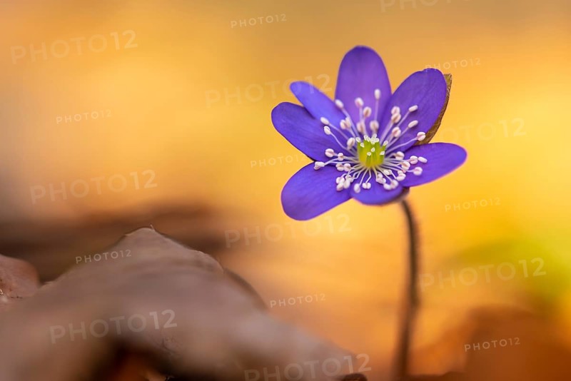 Liverwort, (Anemone hepatica), flower, early bloomer, plant, Steinhagen, Lower Saxony, Germany, Steinhagen, Lower Saxony, Germany, Europe