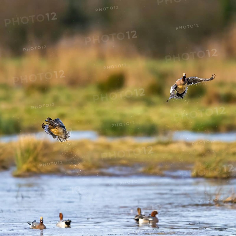 Eurasian Wigeon, Mareca penelope, birds in flight over marshes at winter