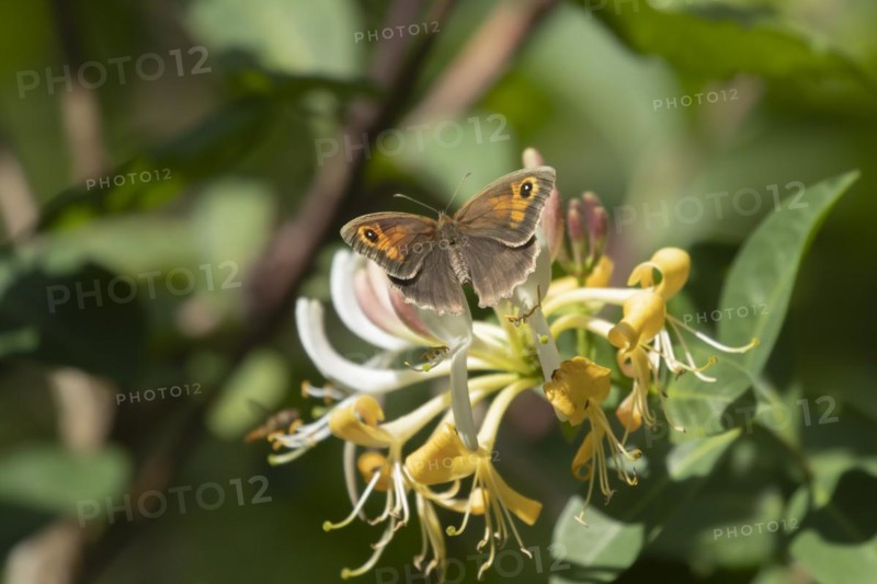 Meadow brown (Maniola jurtina) butterfly feeding on a Wild honeysuckle flower in the summer, Suffolk, England, United Kingdom, Europe