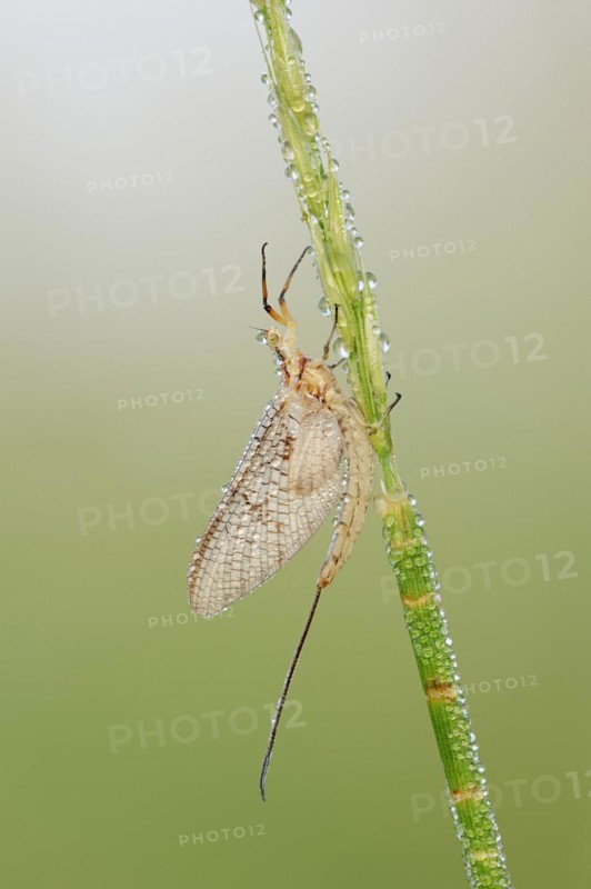 Mayfly (Ephemera glaucops), female with dewdrops, North Rhine-Westphalia, Germany, Europe