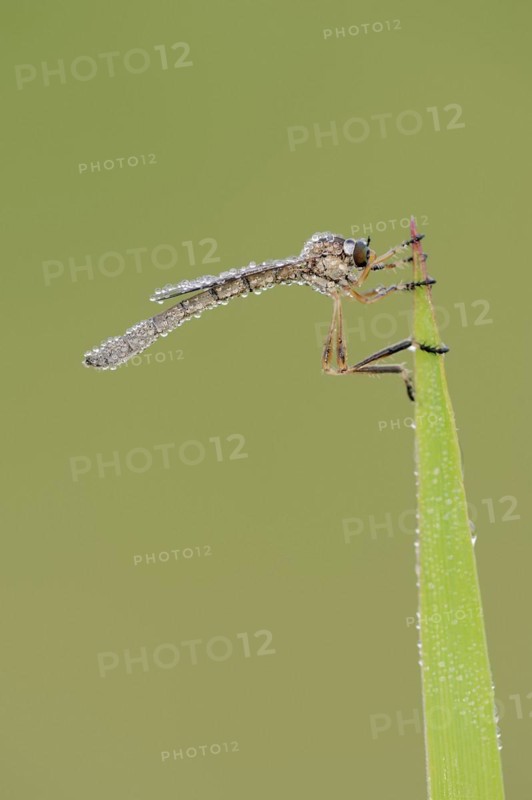 Striped slender robber fly (Leptogaster cylindrica) with dewdrops, North Rhine-Westphalia, Germany, Europe