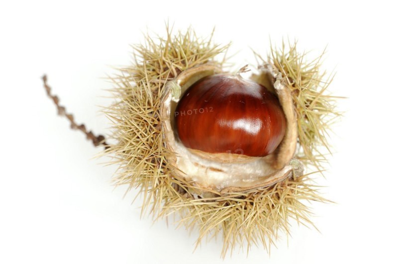 Sweet chestnut or sweet chestnut (Castanea sativa), fruit, chestnut on a white background