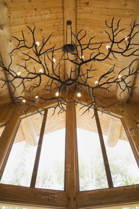 Illuminated deer antlers chandelier hanging from high cathedral knotty pine wood planks ceiling above living room inside handcrafted Eastern white pine Scandinavian log cabin home, Quebec, Canada. This image is property released. CUPR0281