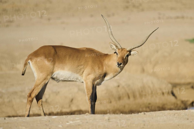 Southern lechwe (Kobus leche) next to a water pond in the dessert, captive, distribution Africa