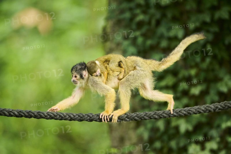 Common squirrel monkey (Saimiri sciureus) mother with her youngster, captive, distribution South America