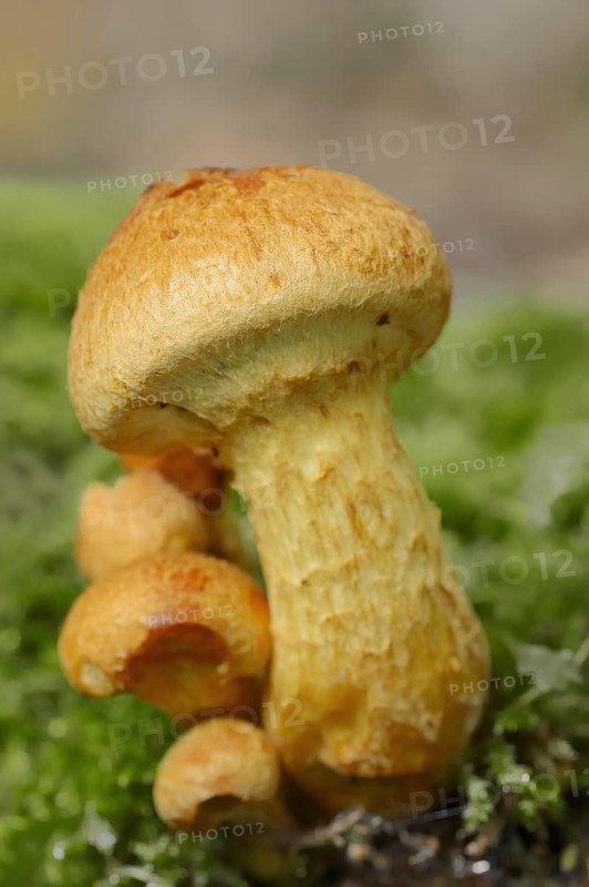 Ringed Flämmling or Prächtiger Flämmling (Gymnopilus junonius, Gymnopilus spectabilis), North Rhine-Westphalia, Germany, Europe
