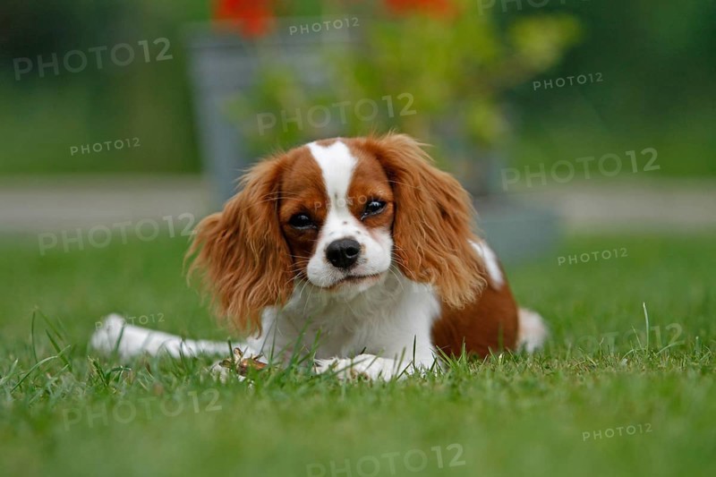 Cavalier King Charles Spaniel, kitten