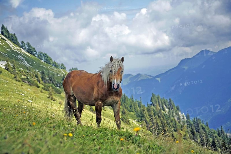 Haflinger, Ebbs, Tyrol, Austria, Europe