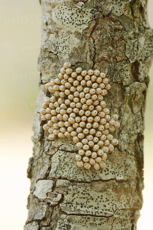 Fox moth (Macrothylacia rubi), eggs on a branch, Provence, southern France
