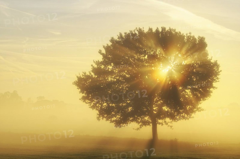 English oak (Quercus robur) in a meadow in the morning light and sunrays, Lower Rhine, North Rhine-Westphalia, Germany, Europe