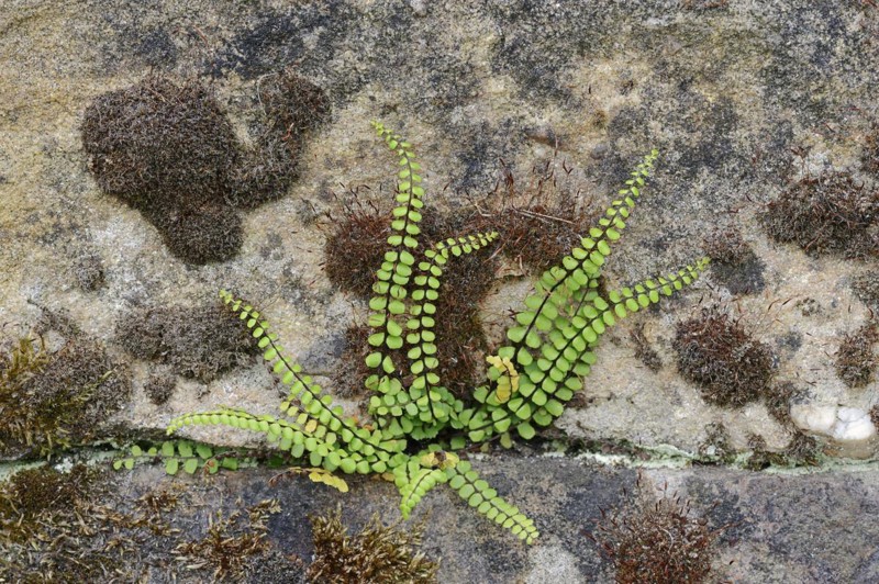 Maidenhair spleenwort (Asplenium trichomanes), North Rhine-Westphalia, Germany, Europe