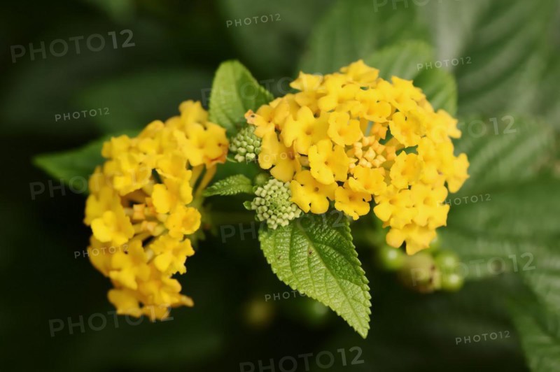 Spanish flag (Lantana camara) flowering, native to Central and South America, ornamental plant, North Rhine-Westphalia, Germany, Europe