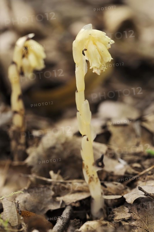 Spruce asparagus (Monotropa hypopitys, Hypopitys monotropa), North Rhine-Westphalia, Germany, Europe