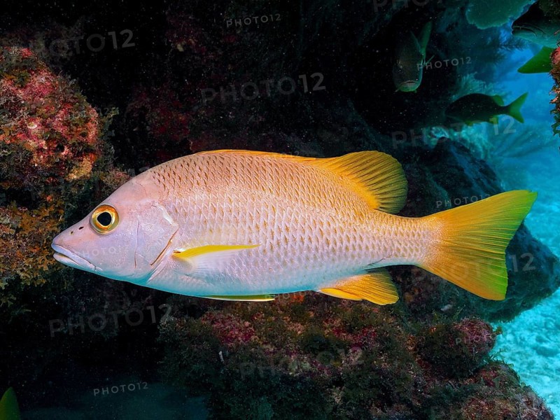 Snapper, schoolmaster snapper (Lutjanus apodus), with striking yellow tail in front of a coral reef. Dive site John Pennekamp Coral Reef State Park, Key Largo, Florida Keys, Florida, USA, North America