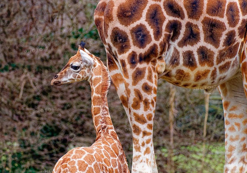 Rothschild's giraffe (Giraffa camelopardalis rothschildi), young animal with mother, captive, Germany, Europe