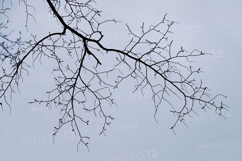 Bare branches, autumn, Germany, Europe