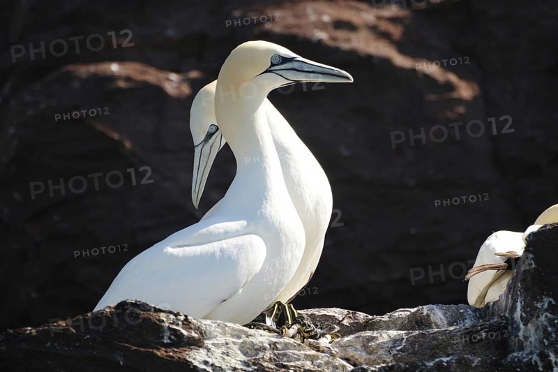 Two gannets resting on rocks, surrounded by nature, in a tranquil and sunny setting, Bass Rock, North Berwick, Scotland, United Kingdom, Europe
