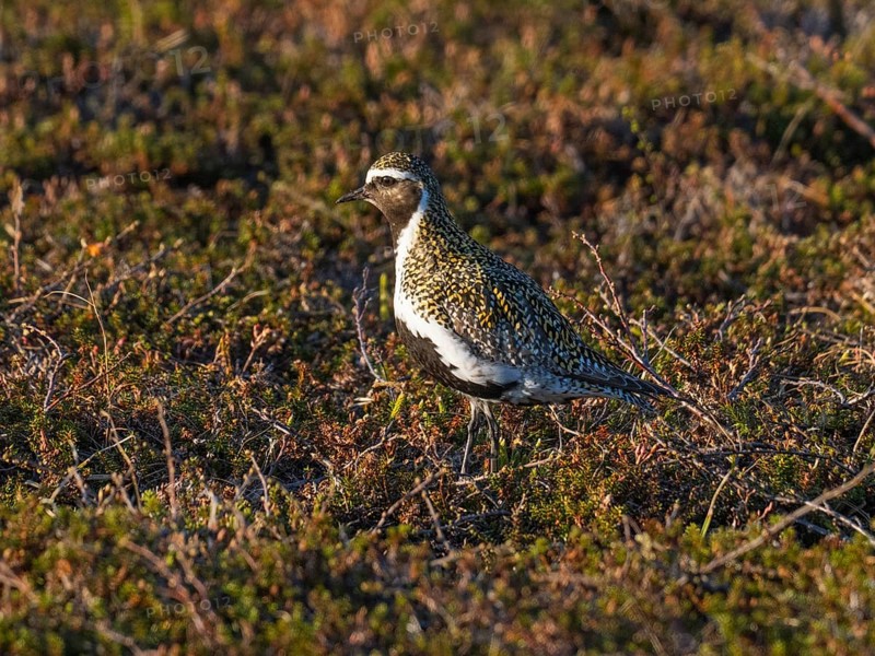 Eurasian golden plover (Pluvialis apricaria) adult male, alert in tundra breeding ground, May, Varanger National Park, Varanger Fjord, Norway, Europe