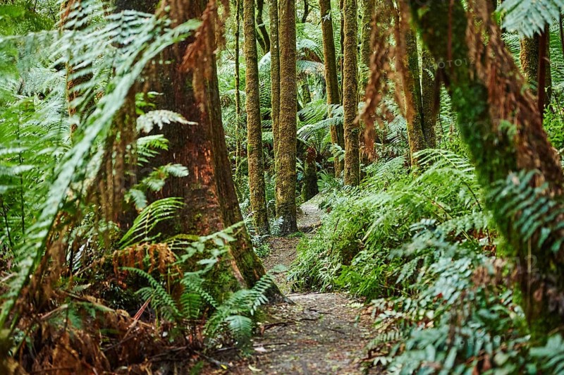Nature landscape of a hiking way through the forest in the Great Otway National Park in spring, Australia, Oceania