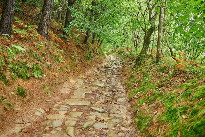 Walking path going through the forest from Donostia San Sebastian to Orio at the Camino del Norte, coastal path, Way of St. James, Camino de Santiago trail, Basque country, Spain, Europe