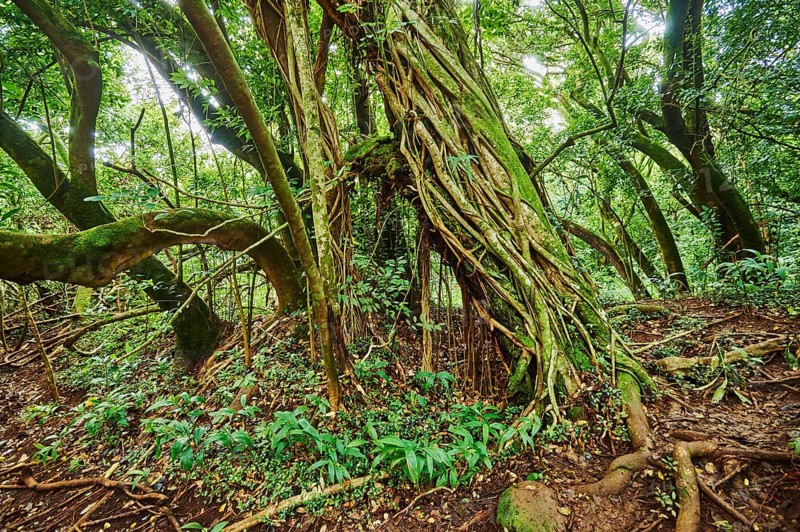 Landscape of Rainforest at the Lulumahu trail to the Lulumahu falls, Honolulu Watershed Forest Reserve, Hawaiian Island Oahu, O?ahu, Hawaii, Aloha State, United States, North America