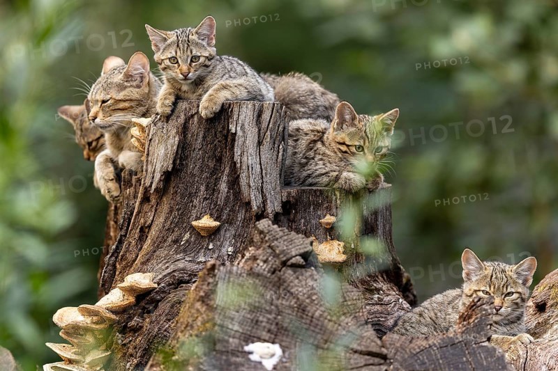 Group of cats on a tree trunk, a cat looks curiously into the nature of the forest, wildcat (Felis silvestris), kitten, Germany, Europe