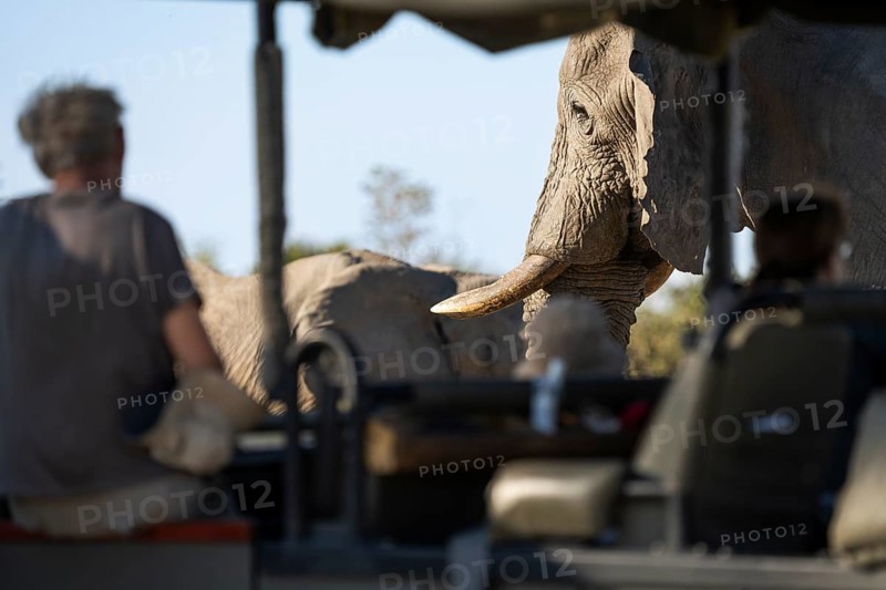 Tourists observing and taking photographs, pictures of an African elephant (Loxodonta africana) while sitting in a safari vehicle. Chobe National Park, Botswana, Africa