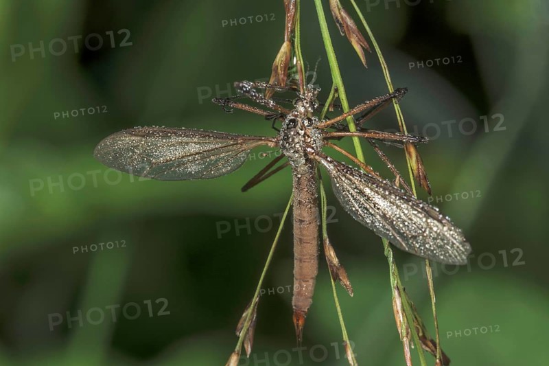 Close-up of a meadow snake (Tipula paludosa) covered with dewdrops and hanging on a plant, Baden- Württemberg, Germany, Europe