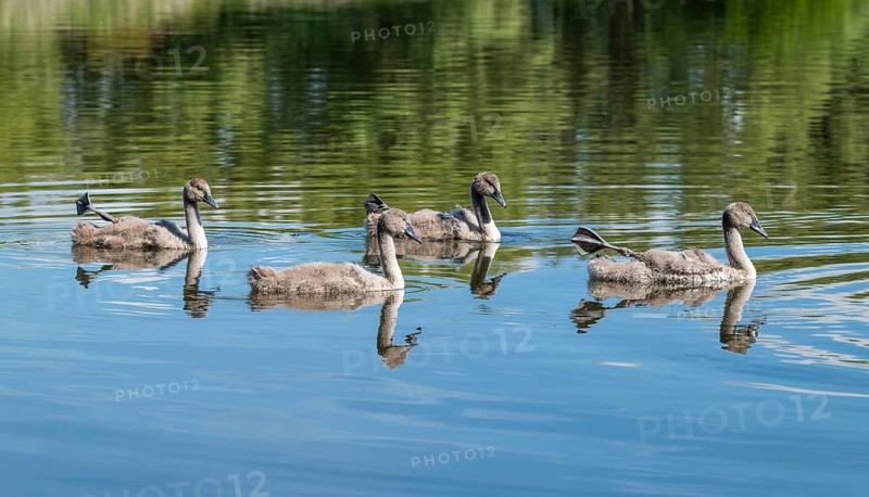 Mute swan (Cygnus olor), young birds swimming on a pond with one leg and foot in resting position, Thuringia