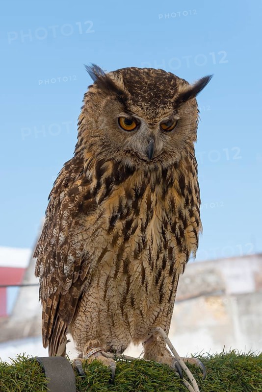 Close-up of an eagle owl with detailed feather pattern in front of a blue sky, captivity, Arcos de la Frontera, Cadiz province, Cadiz, Andalusia, Spain, Europe