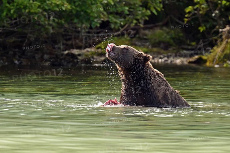 Brown bear (Ursus arctos) eating a humpback salmon, Lake Clark National Park
