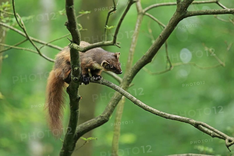 Pine marten