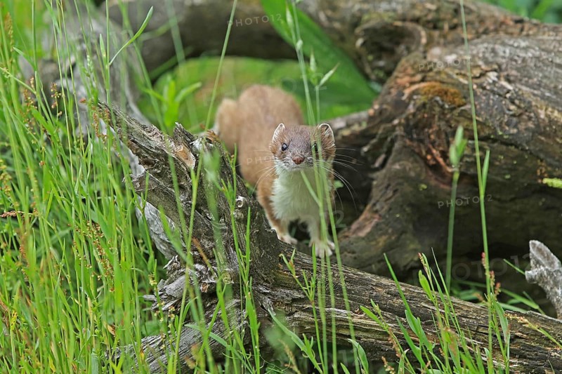 Ermine (Mustela erminea), large weasel