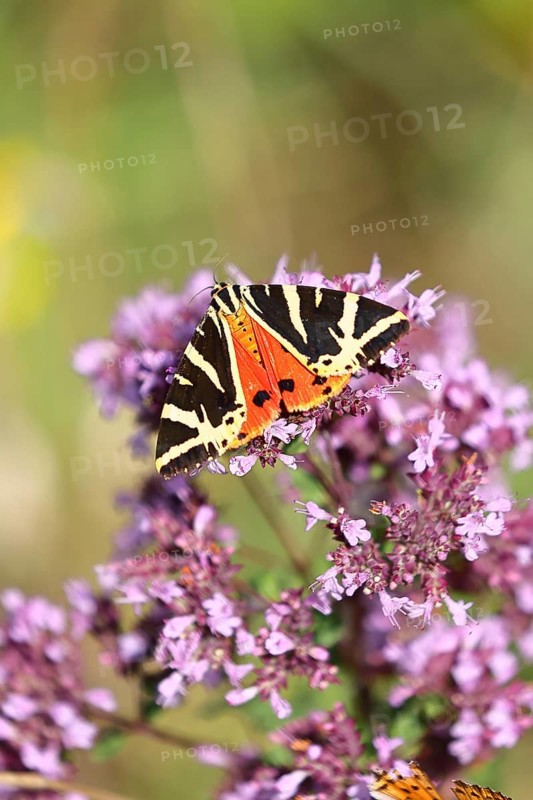 Jersey tiger or Spanish flag (Euplagia quadripunctaria), sucking nectar on Hemp agrimony (Eupatorium cannabinum, in a vineyard, close-up, Moselle valley, Cochem, Rhineland-Palatinate, Germany, Europe