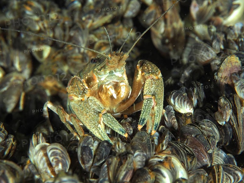 A close-up of a crayfish (Faxonius limosus) American crayfish, invasive species, surrounded by many mussels, quagga mussel (Dreissena rostriformis bugensis), invasive species. Dive site Wildsau, Berlingen, Lake Constance, Switzerland, Europe
