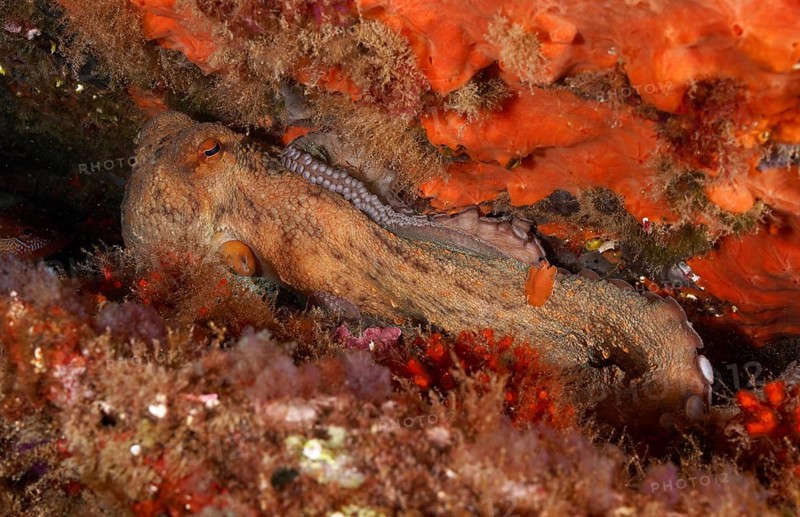 A Common Octopus (Octopus vulgaris) uses the orange sea sponge as camouflage on the reef floor. Dive site Cap de Creus Marine Protected Area, Rosas, Costa Brava, Spain, Mediterranean Sea, Europe