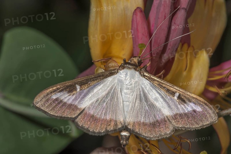 Close-up of a box tree moth (Cydalima perspectalis) on a flower of a honeysuckle (Lonicera), Baden- Württemberg, Germany, Europe