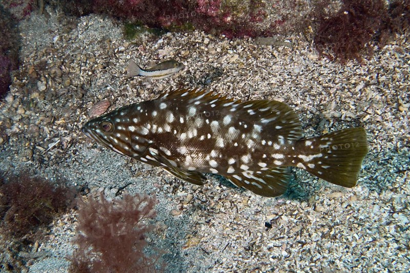 Speckled macaroni grouper (Mycteroperca fusca) on a seabed. Dive site Punta Negra, Las Galletas, Tenerife, Canary Islands, Spain, Europe
