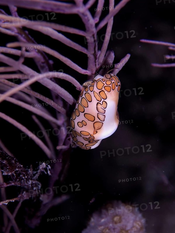 A flamingo tongue snail (Cyphoma gibbosum) clings to a shrub coral under water at night. Dive site John Pennekamp Coral Reef State Park, Key Largo, Florida Keys, Florida, USA, North America