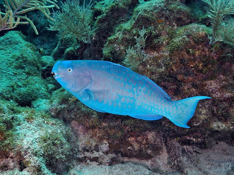 Bright blue parrotfish (Scarus coeruleus) swimming near corals and rocks. Dive site John Pennekamp Coral Reef State Park, Key Largo, Florida Keys, Florida, USA, North America