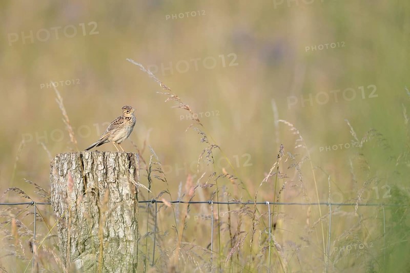 Eurasian skylark (Alauda arvensis) sitting on a pole, Lower Rhine, North Rhine-Westphalia, Germany, Europe