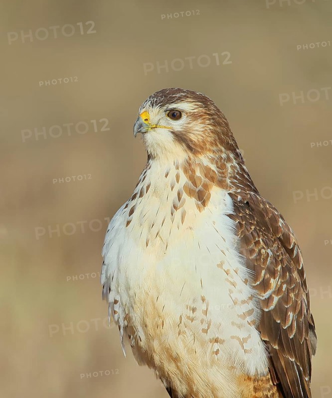 Steppe buzzard (Buteo buteo) bright morph, animal portrait, wildlife, winter, Siegerland, animals, birds, birds of prey, North Rhine-Westphalia, Germany, Europe