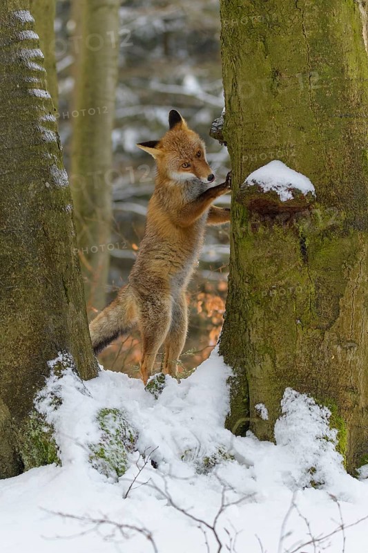 Red fox (Vulpes vulpes), stands on its hind legs, front paws against a snow-covered tree trunk in a winter forest, Czech Republic, Europe