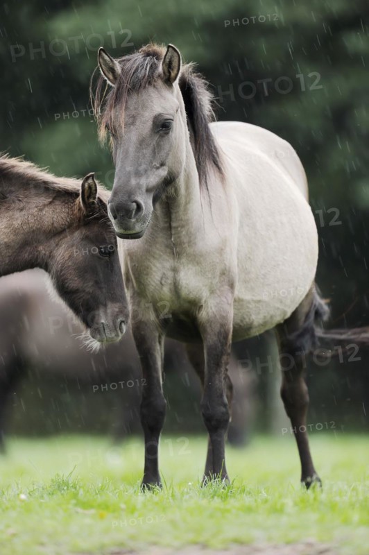 Dülmener Wildpferd, mare in the rain, Merfelder Bruch, Dülmen, North Rhine-Westphalia, Germany, Europe
