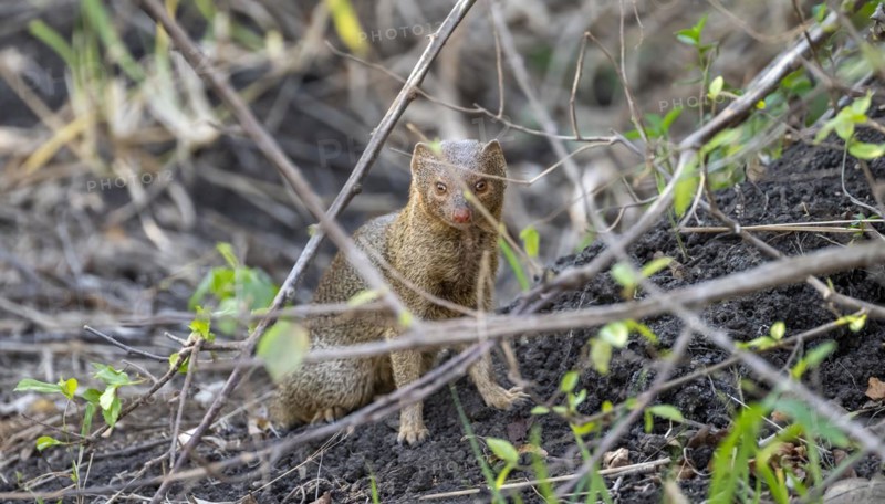 Slender mongoose (Herpestes sanguineus) hidden behind branches, Kruger National Park, South Africa, Africa