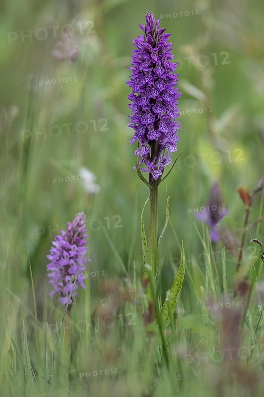 Southern marsh orchid (Dactylorhiza praetermissa), Emsland, Lower Saxony, Germany, Europe