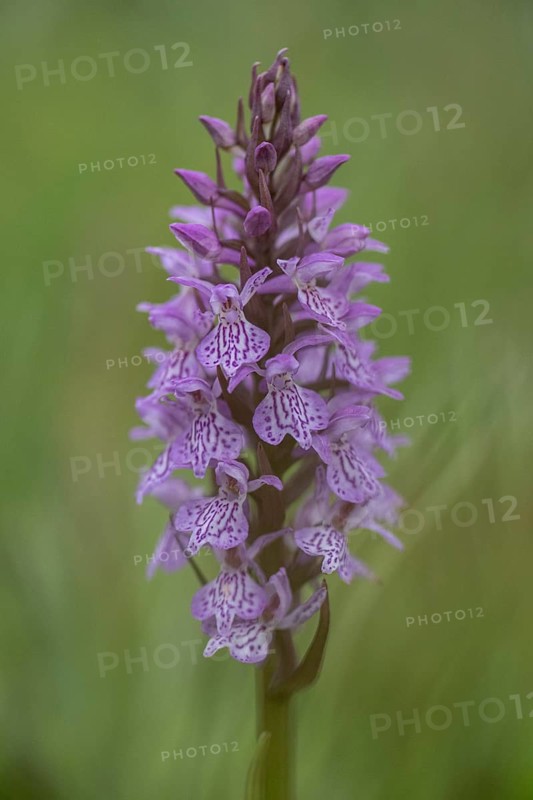 Southern marsh orchid (Dactylorhiza praetermissa), Emsland, Lower Saxony, Germany, Europe