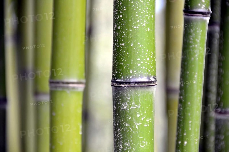 Bamboo grass, Phyllostachys viridi-glaucescens, China, Asia